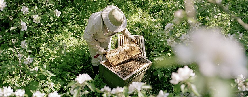 Swienty A/S alt til biavl. Bialvsmateriel og udstyr til honning- og bivoksforarbejdning